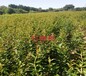 3公分红巨蜜石榴最佳栽培地理位置2年苗规格