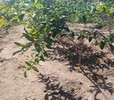 5公分突尼斯石榴苗苗木市场迎来发展良机千亩大型苗木繁育基地