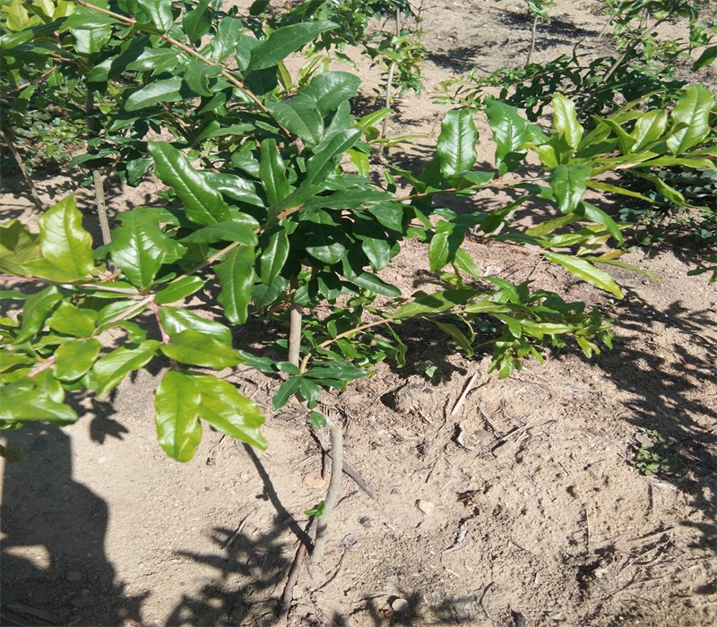 5公分蒙阴红石榴苗木市场迎来发展良机千亩大型苗木繁育基地