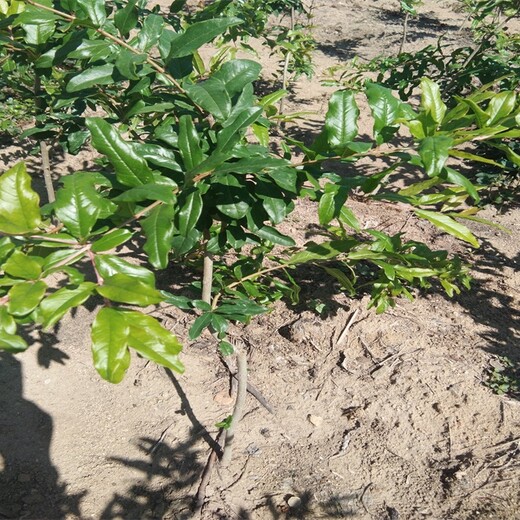 5公分红双喜软籽石榴良种苗木果品苗木发展中心