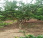 3公分红双喜软籽石榴最佳栽培地理位置当年结果