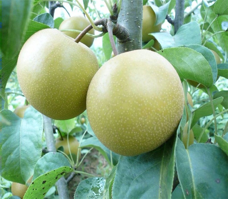 4公分香红梨树苗梨树苗新品种