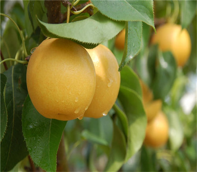4公分黄金梨树苗栽培技术整形修剪