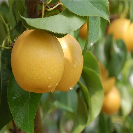 4公分黄金梨树苗栽培技术整形修剪