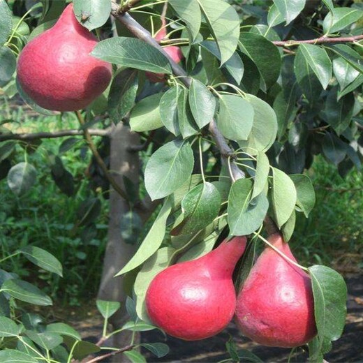 黑皮黑肉梨树苗梨树苗新品种求购苹果梨苗