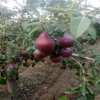 黑皮黑肉梨树苗成活率高求购苹果梨苗