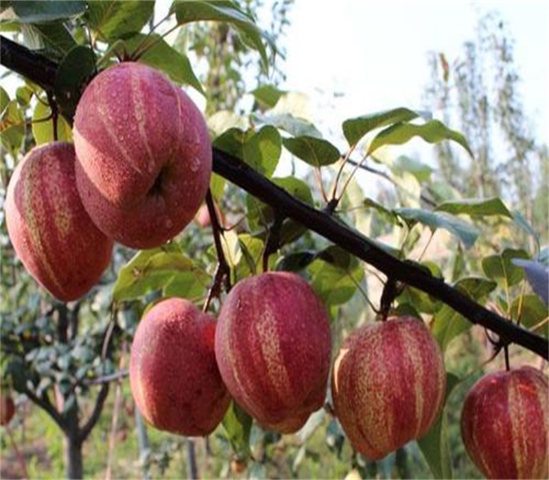 5公分黄金梨树苗栽培技术整形修剪求购苹果梨苗
