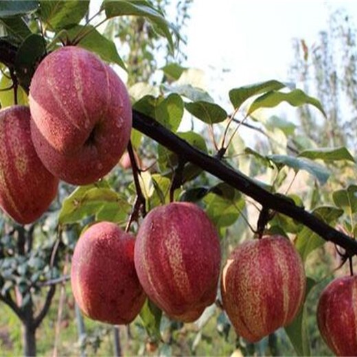 香水梨梨树苗成活率高意大利黑梨苗
