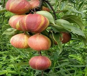 黑皮黑肉梨树苗成活率高求购苹果梨苗图片5