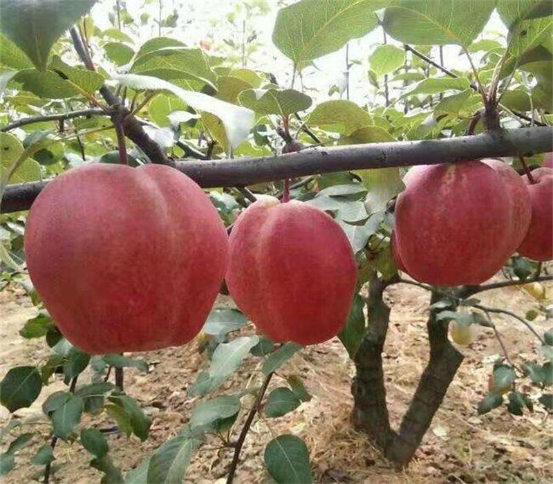 6公分梨树梨树苗新品种