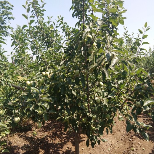 维纳斯黄金苹果苗2019年新苹果品种矮化苹果苗价格广西