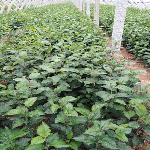 维纳斯黄金苹果苗苹果苗新品种基地繁育基地种植合作社