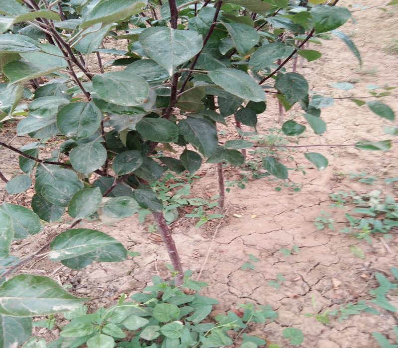 维纳斯黄金苹果苗栽培种植技术矮化苹果苗天津