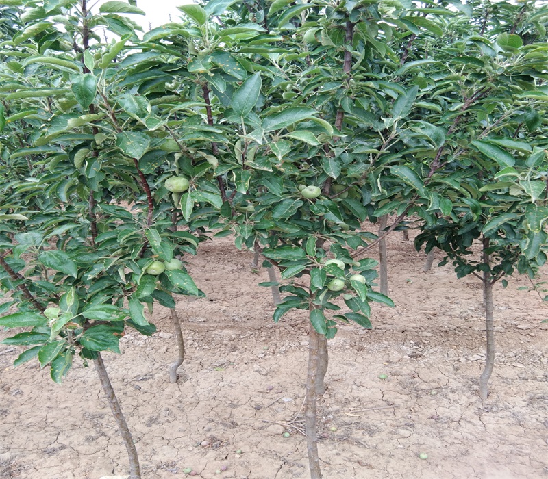 3公分花牛苹果苗栽培种植技术苹果苗批发甘肃