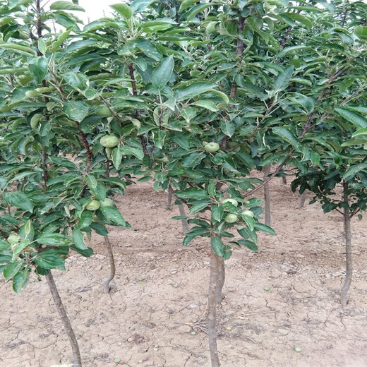 3公分华硕苹果苗栽培及管理技术苹果苗新品种公司吉林