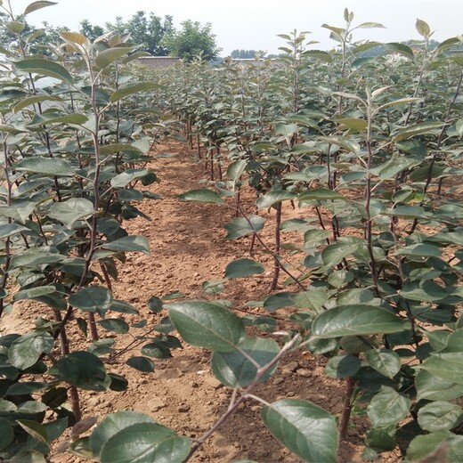 3公分瑞阳苹果苗栽培种植技术苹果苗价格山东