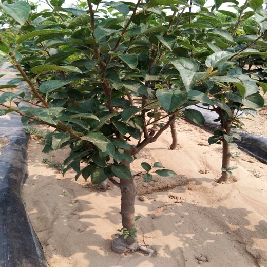 3公分鲁丽苹果苗栽培种植技术苹果苗价格黑龙江