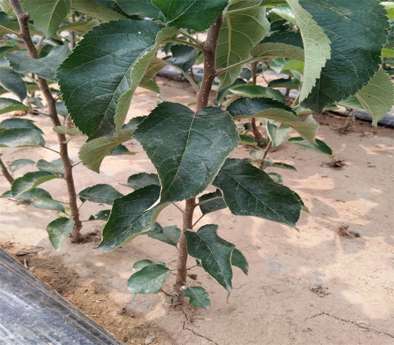 3公分鲁丽苹果苗栽培种植技术苹果苗价格黑龙江