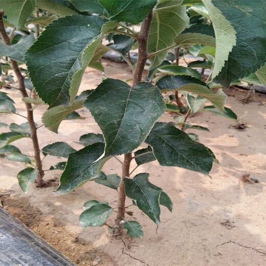 3公分鸡心果苗栽培种植技术苹果苗新品种基地浙江