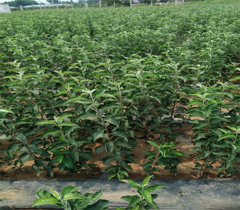 维纳斯黄金苹果苗栽培种植技术苹果苗批发贵州