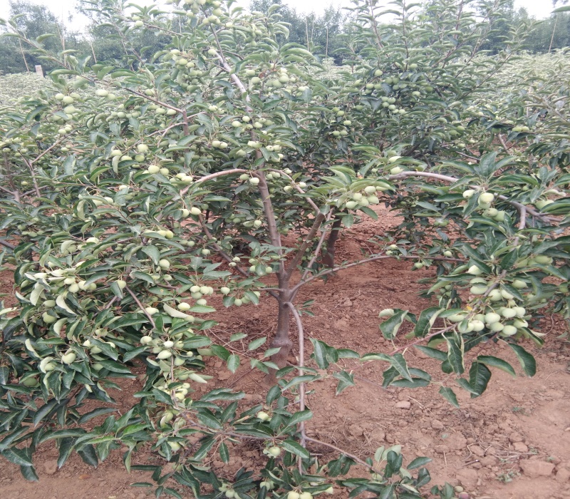 3公分红肉苹果苗正确的种植方法矮化苹果苗北京