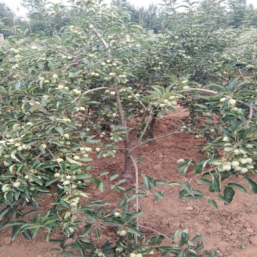 维纳斯黄金苹果苗栽培种植技术红肉苹果苗价格河南