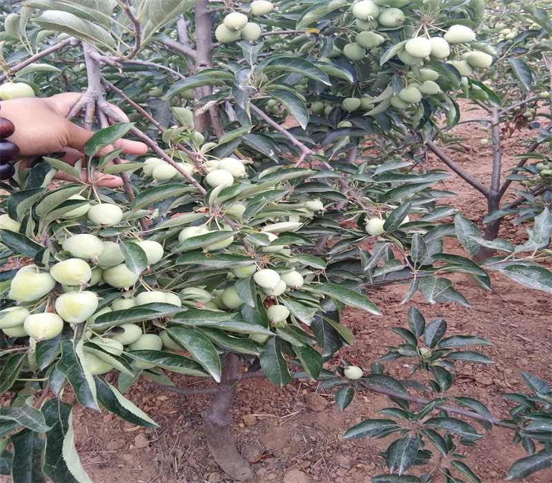 5公分中秋王苹果苗苹果苗新品种价格批发在哪里矮化品种苗