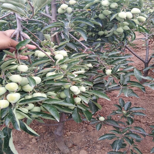 3公分中秋王苹果苗栽培种植技术苹果苗新品种公司河北