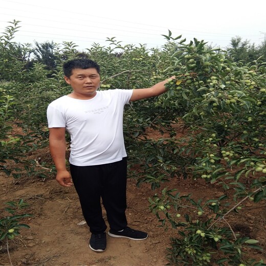 3公分鲁丽苹果苗2019年新苹果品种苹果苗新品种公司江苏