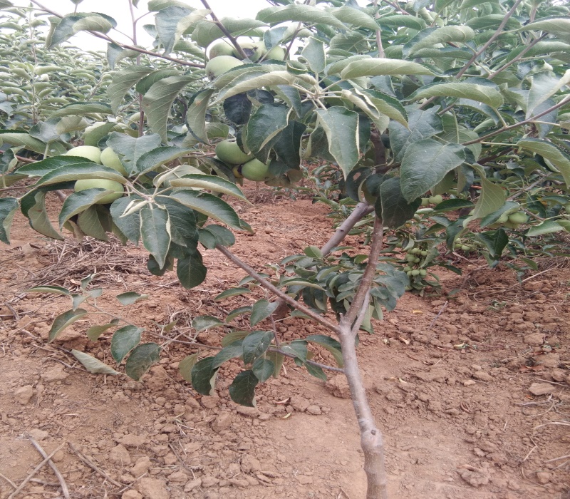 3公分华硕苹果苗栽培种植技术矮化苹果苗湖北