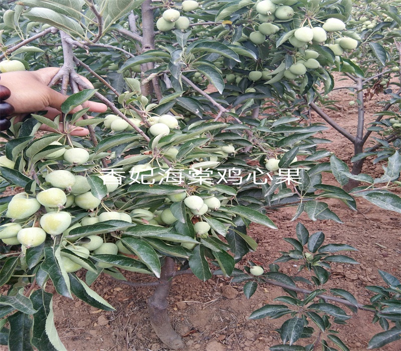 3公分华硕苹果苗中晚熟苹果品种矮化苹果苗四川