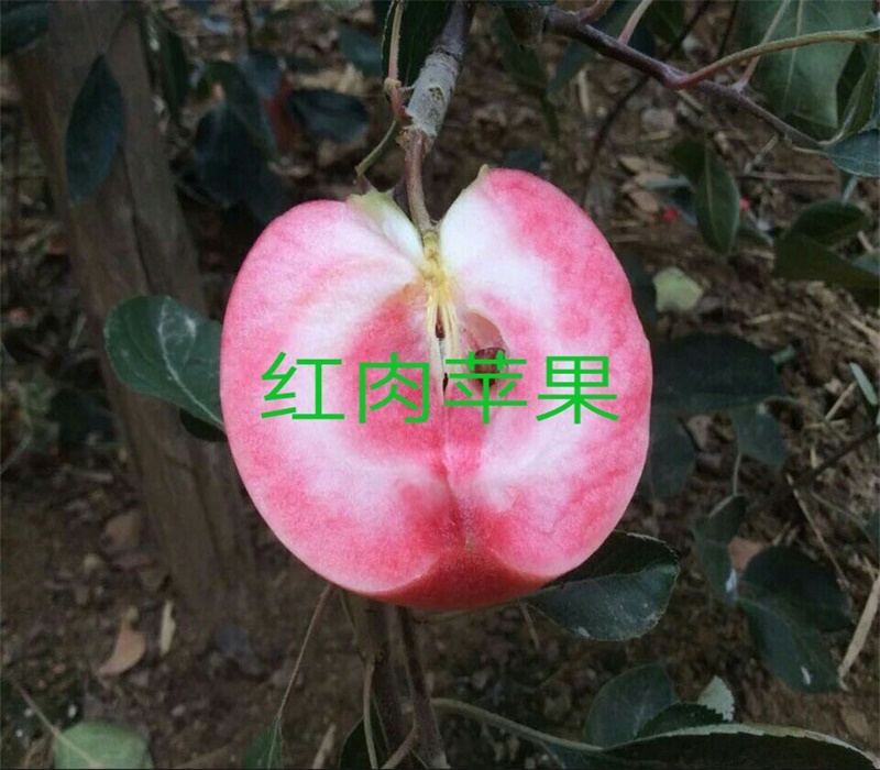 3公分红肉苹果苗中晚熟苹果品种苹果苗价格陕西