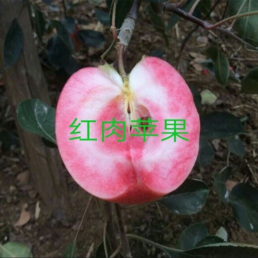 3公分红肉苹果苗正确的种植方法红心苹果苗安徽