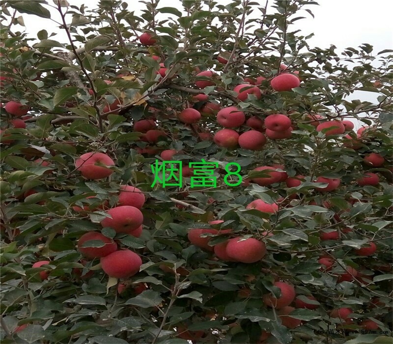 3公分柱状苹果苗早熟苹果品种矮化苹果苗江苏