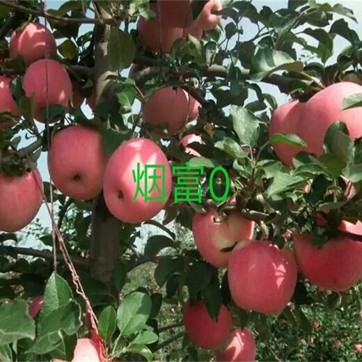 3公分红肉苹果苗中晚熟苹果品种苹果苗新品种基地江苏