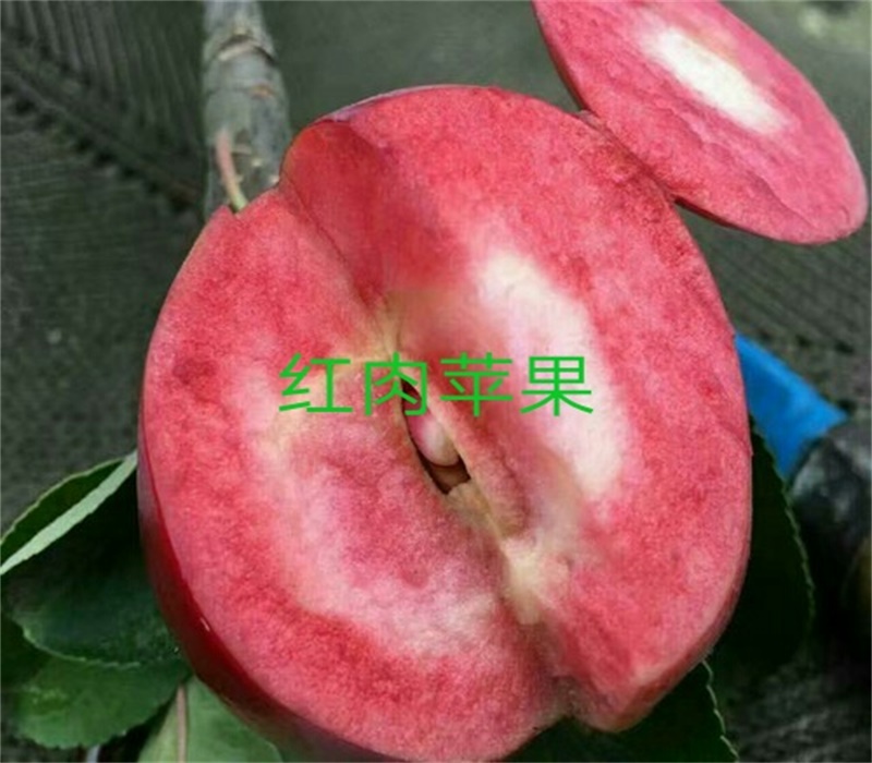 3公分华硕苹果苗栽培种植技术矮化苹果苗价格安徽