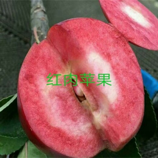 3公分鲁丽苹果苗2019年新苹果品种矮化苹果苗青海