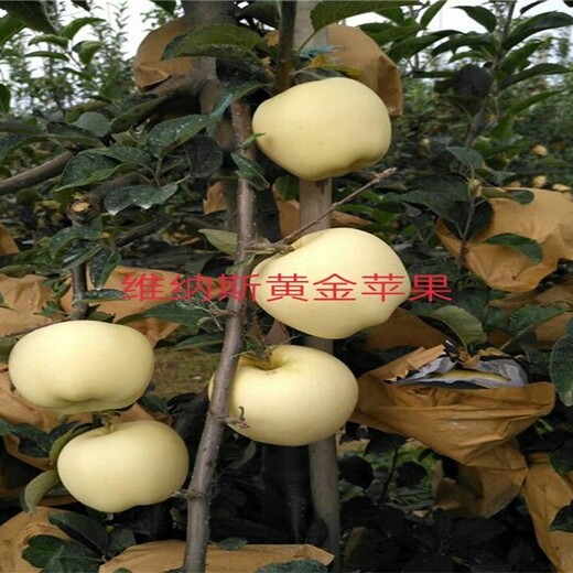 维纳斯黄金苹果苗苹果苗什么品种好红肉苹果苗价格浙江