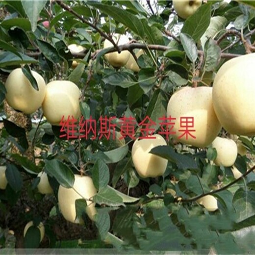 维纳斯黄金苹果苗栽培种植技术矮化苹果苗天津