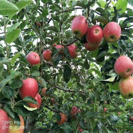 5公分花牛苹果苗红肉苹果苗价格繁育基地种植合作社