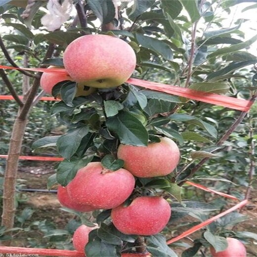 3公分鲁丽苹果苗中晚熟苹果品种苹果苗新品种基地海南