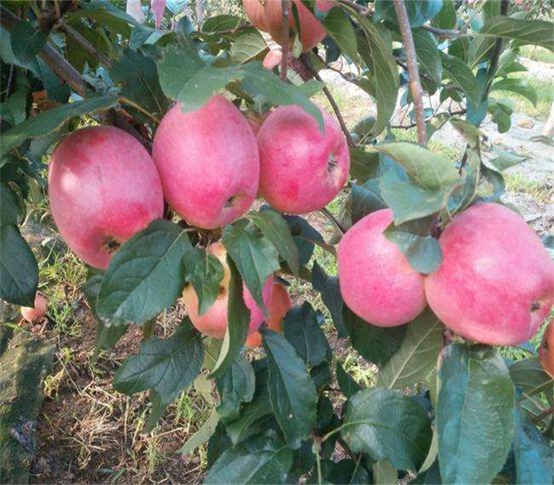 3公分华硕苹果苗苹果苗品种介绍苹果苗批发青海
