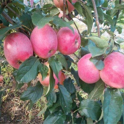 3公分鲁丽苹果苗中晚熟苹果品种矮化苹果苗新疆