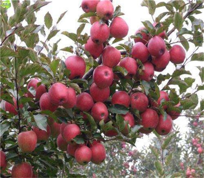 3公分柱状苹果苗苹果树幼苗的种植技术红肉苹果苗价格湖南