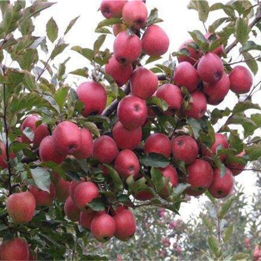 维纳斯黄金苹果苗正确的种植方法矮化苹果苗湖北