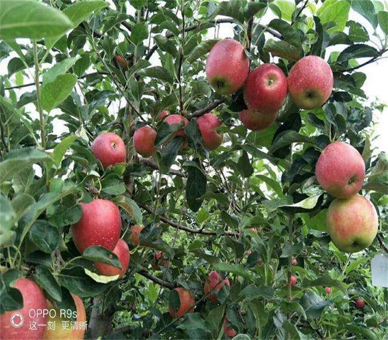 3公分黑苹果苗中晚熟苹果品种苹果苗价格湖北