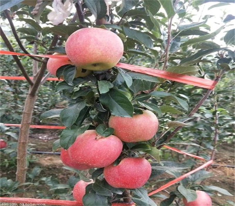 5公分鲁丽苹果苗红心苹果苗果品苗木发展中心