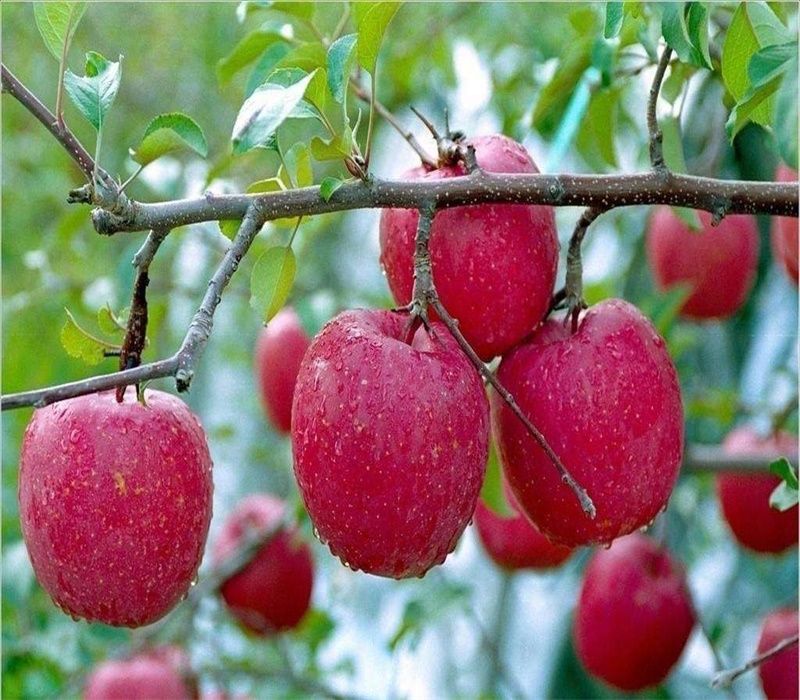 3公分鸡心果苗中晚熟苹果品种矮化苹果苗价格陕西