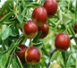 五公分枣树特优果树苗		品种选择