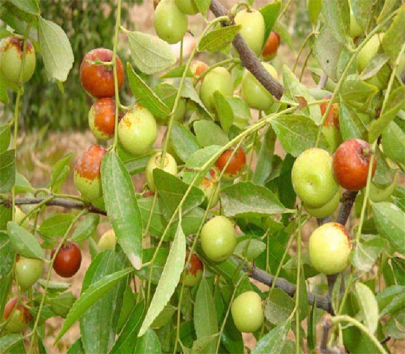 3公分胎里红枣树品种的详细介绍	土地到期只求卖出		